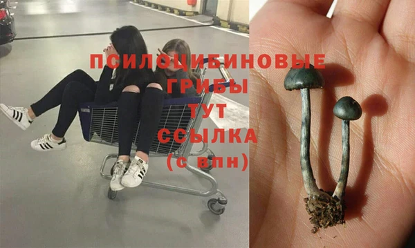 PSILOCYBIN Бородино