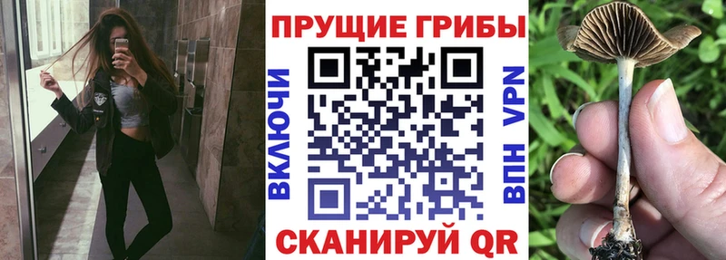 где продают   Галич  Галлюциногенные грибы Psilocybine cubensis 